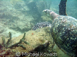 Turtle on inside reef at Lauderdale by the Sea by Michael Kovach 
